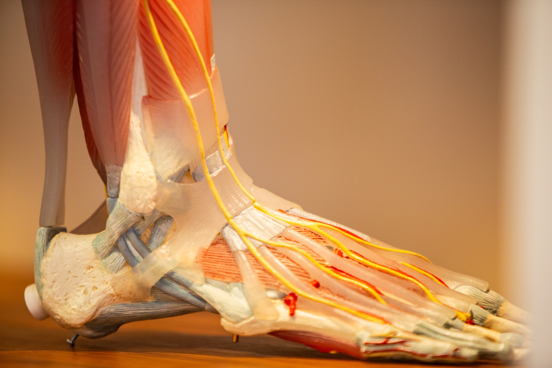 Anatomisches Fußmodell in der orthopädischen Praxis